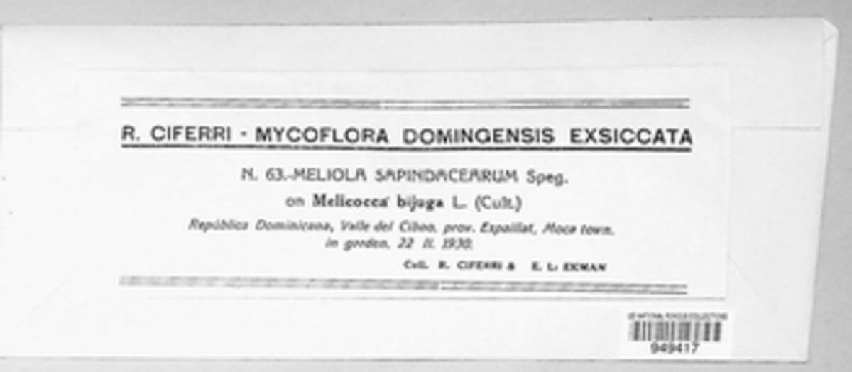 Meliola sapindacearum image